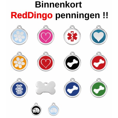 Red Dingo